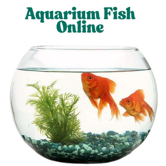 Aquarium Fish Online