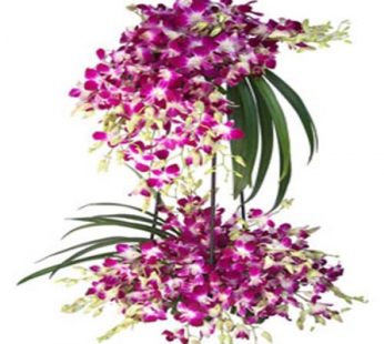 Jumbo Orchid Basket