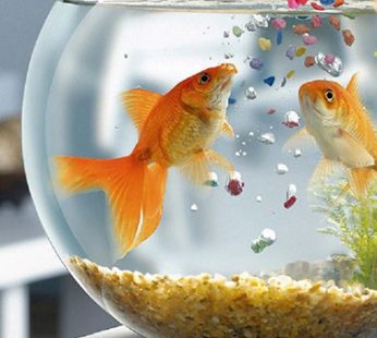 Gift lucky goldfish to your loved one.
