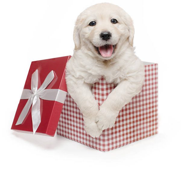 Surprise Gift Box With Lovely Puppy