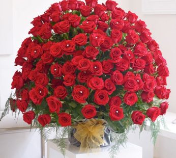 Love  of 500 Roses