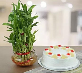 Pineapple cake  N Lucky Plant
