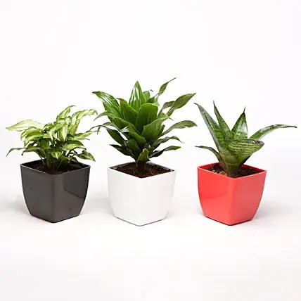 Green Plants in Plastic Pots
