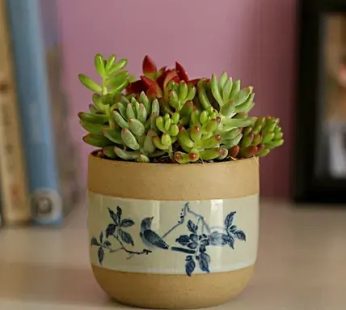 Succulents Dish Garden In Brown Ceramic Pot