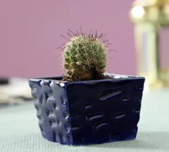 Echinocactus Plant in Blue Ceramic Pot