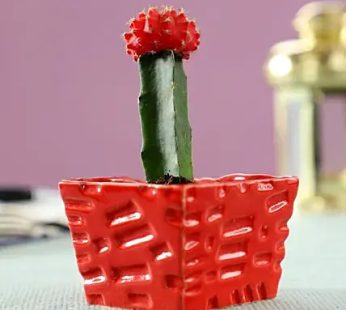 Red Moon Cactus in Ceramic Pot