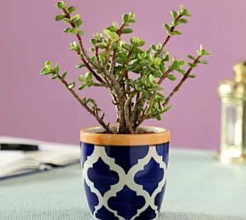 Jade Plant in Blue Ceramic Pot